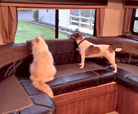 น้องหมา-น้องแมว ทดลองออกแคมป์ปิ้งหลังบ้าน